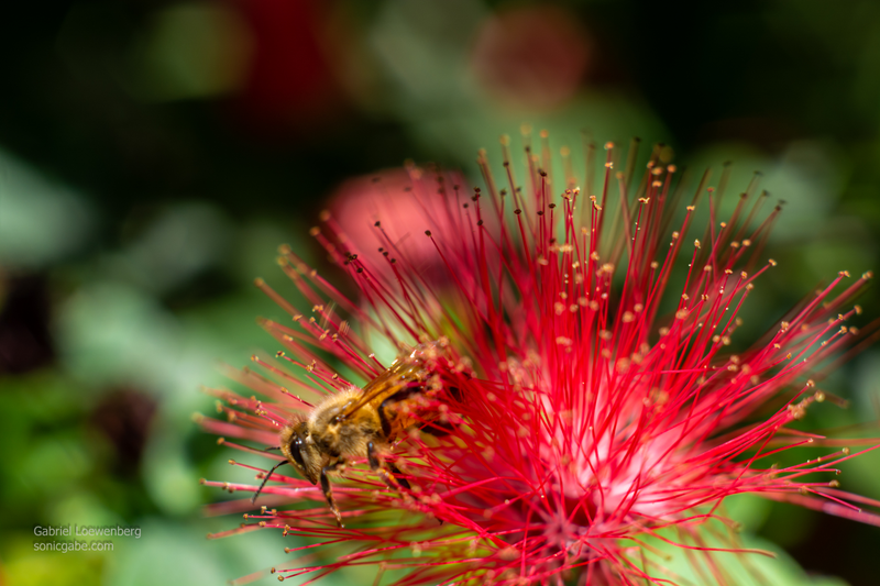 Illustration for article titled More Shooting With The Minolta Lens (UPDATED! Now With More Bees!)